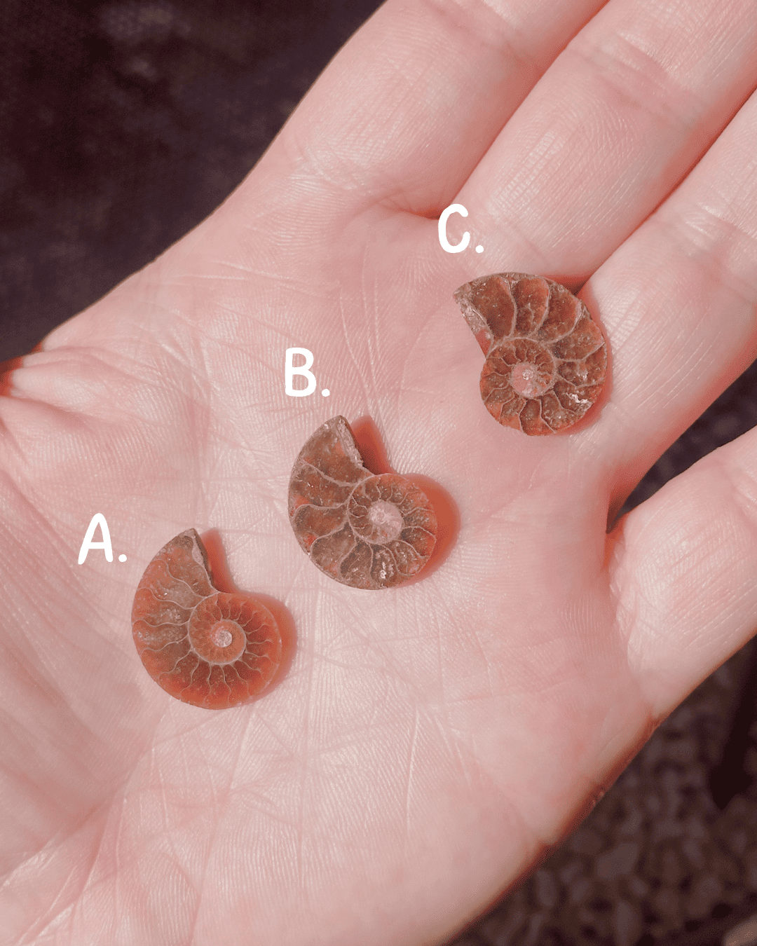 Collier Fossile d'Ammonite